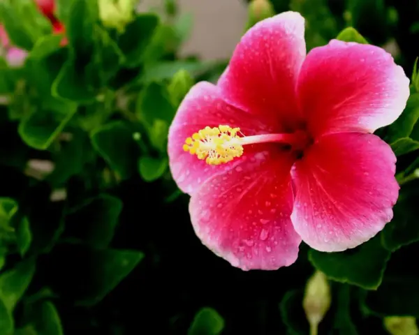 Piękny, różowy hibiskus domowy z żółtym środkiem, ozdobiony kroplami rosy, otoczony zielonymi liśćmi.