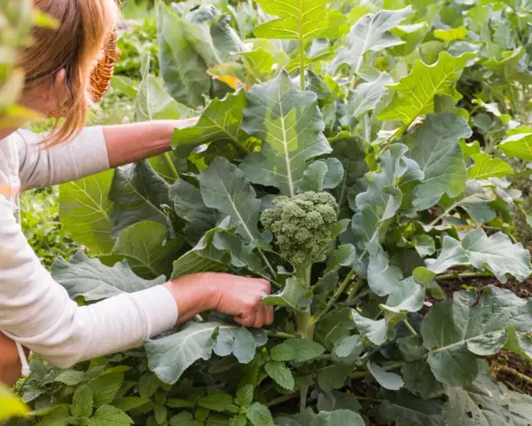 Frau erntet frischen Brokkoli im Garten. Die grünen Röschen sind bereit für die Küche.