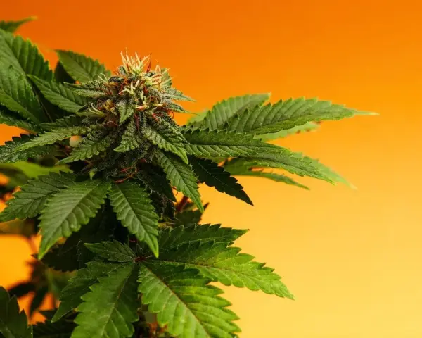 Planta de cannabis con cogollos y hojas verdes, mostrando la fuente natural de cannabinoides en el cuerpo.
