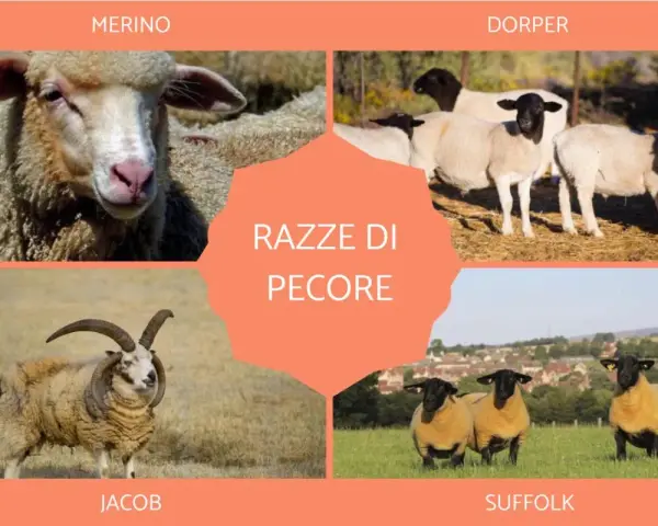 Un collage mostra diverse razze di pecore: Merino, Dorper, Jacob e Suffolk.