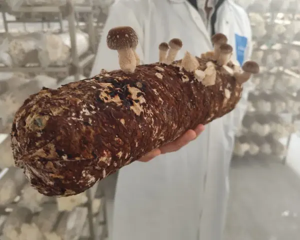 Une main tient un tronc de champignon adaptogène en pleine croissance, prêt à être récolté dans une ferme spécialisée.