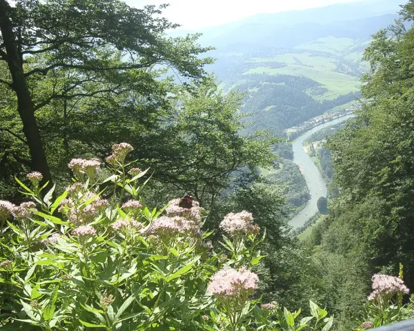 Kwiaty i motyl na tle malowniczego widoku na Dunajec i miasteczko, z widocznymi Trzema Koronami ze Szczawnicy w oddali.