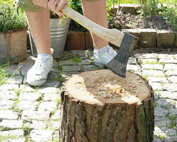 Kwietnik z pnia drzewa: Zrób to sam! Poradnik na lata