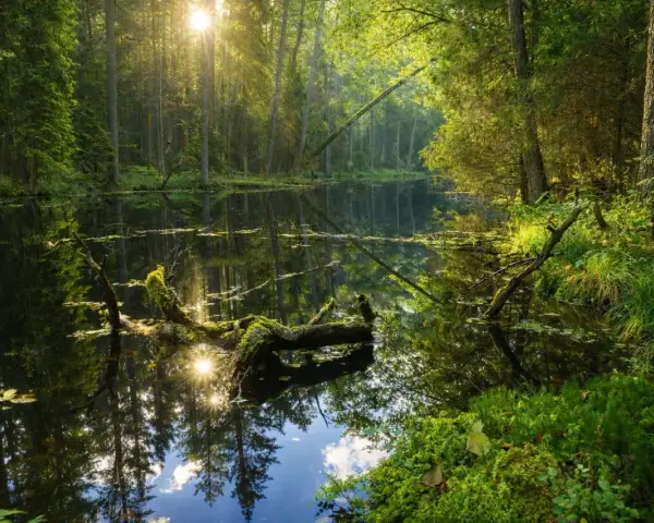 Słońce przebija się przez drzewa, oświetlając spokojną taflę wody w **dolinie roztoczy**. Zwalone, omszałe konary tworzą naturalne mosty nad ciemną wodą.
