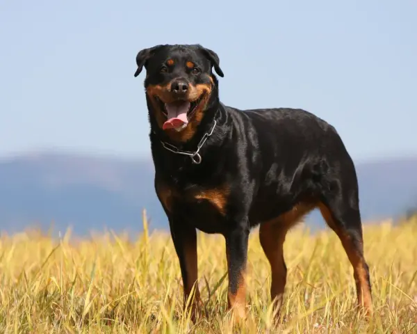 Potężny rottweiler waga idealna, stoi na tle złotego pola i błękitnego nieba.