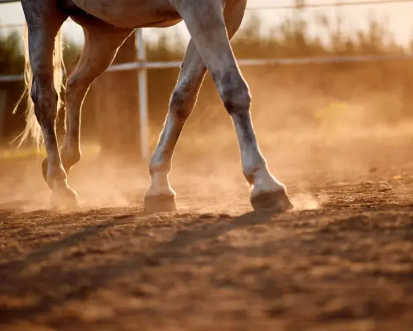 Les pattes d'un cheval blanc foulent le sol, soulevant un nuage de poussière dorée au coucher du soleil. Le sable s'effrite sous ses sabots.