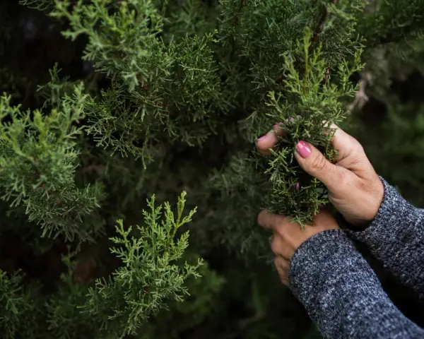 Jaki nawóz pod świerki? Odkryj najlepsze sposoby na zdrowe drzewa
