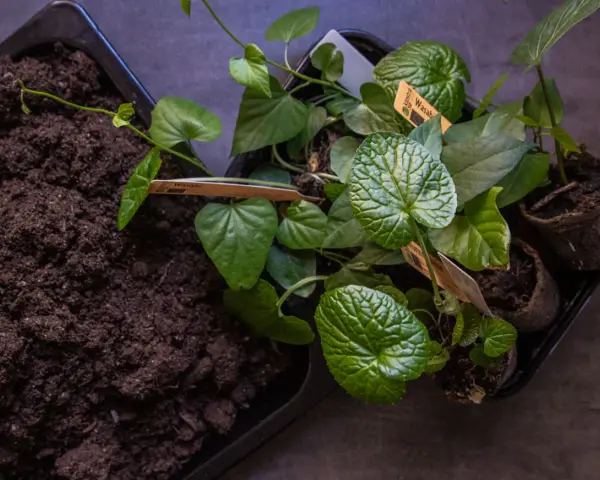 Förberedelser för att odla wasabi. Små plantor med gröna blad och jord i en bricka.