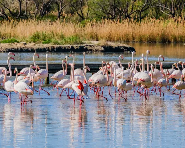 Un troupeau de flamants roses se tient dans l'eau peu profonde, un spectacle magnifique à visiter en Camargue.