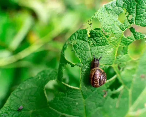 Lumaca su foglia bucherellata, un esempio di come eliminare le lumache dall'orto.
