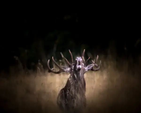 Un cerf majestueux, en pleine période de **brame**, rugit dans l'herbe haute, ses bois imposants se détachant sur le fond sombre de la forêt.