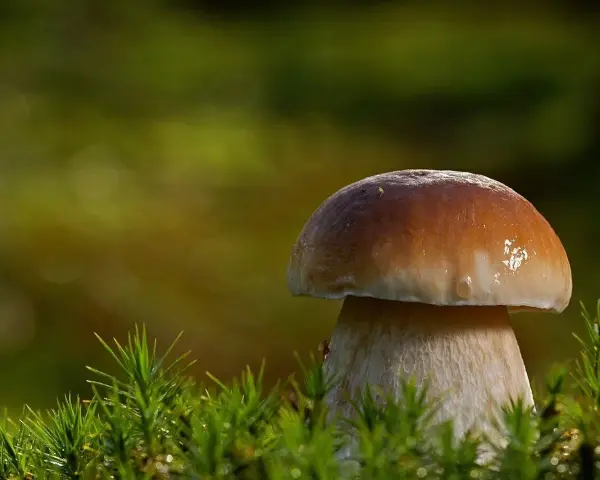 Kiedy sezon na maslaki? Odkryj najlepszy czas na grzyby w lesie