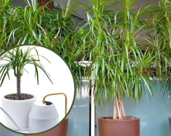 Dracena potrzebuje regularnego podlewania. Na zdjęciu widać, jak dbać o tę roślinę, by pięknie rosła.