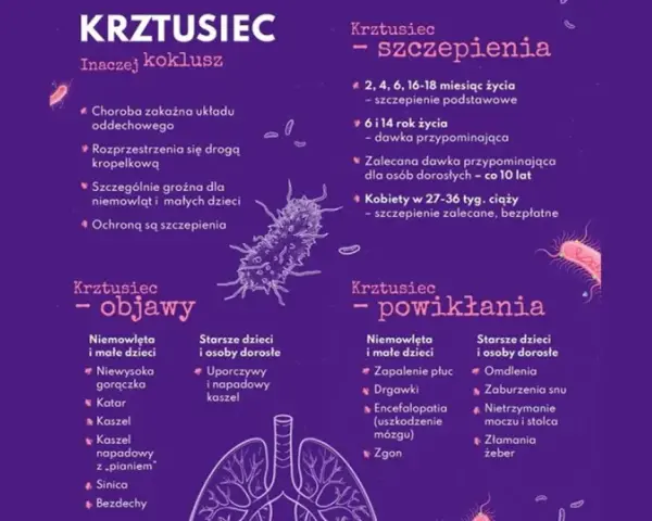 Krztusiec - objawy u dorosłych to uporczywy kaszel. Infografika przedstawia też szczepienia i powikłania.