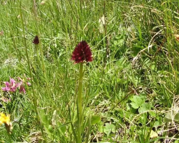 Un solitario fiore di negritella spicca tra l'erba alta, con i suoi petali rosso scuro che catturano lo sguardo.