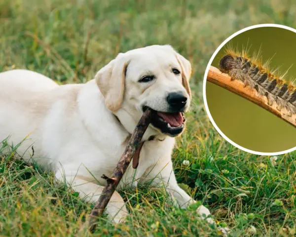 Un perro labrador juega con un palo mientras una oruga peluda se arrastra por una rama.