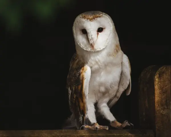 Sowa płomykówka, z białym, sercowatym obliczem, siedzi na drewnianym płocie. Jej pióra mienią się w półmroku, jakby tworzyły własne, cenne **tyto alba**.