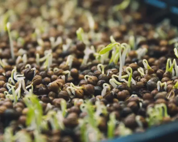 Graines germées dans un plateau, de minuscules pousses vertes émergent de petites graines brunes.
