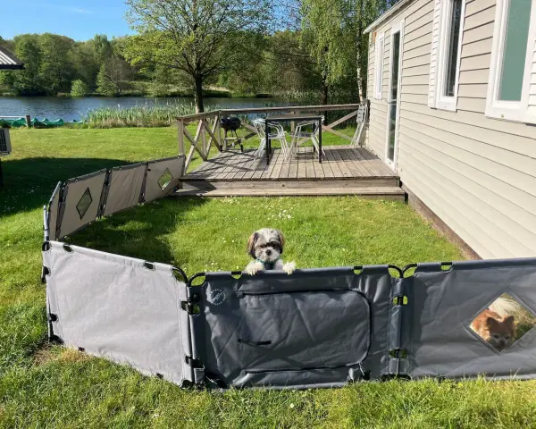 En söt hund vaktar sin campingstuga vid en sjö.