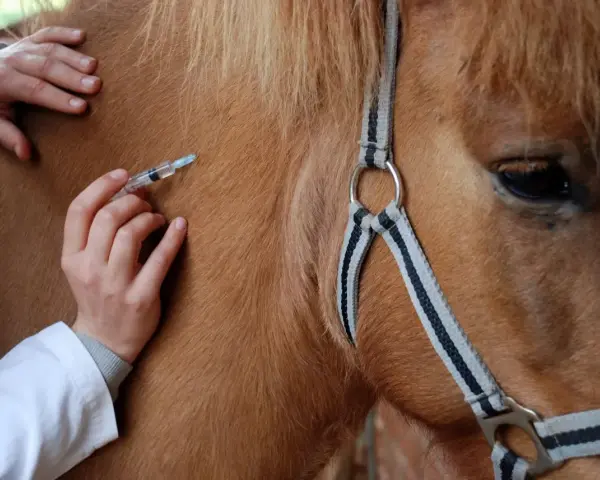 Un vétérinaire administre une injection à un cheval, peut-être pour prévenir un coup de sang.