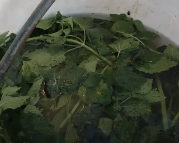 Foglie verdi di ortica immerse in acqua, pronte per diventare un macerato nutriente per le piante.