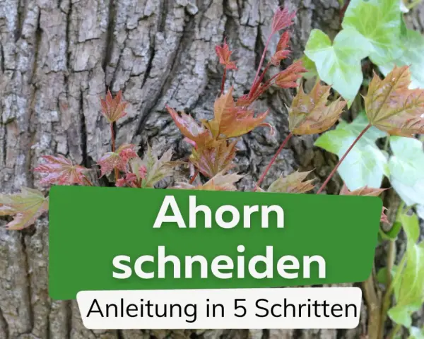 Junge Ahorn-Triebe mit roten und grünen Blättern wachsen an einer Baumrinde. Text: "Ahorn schneiden, Anleitung in 5 Schritten".