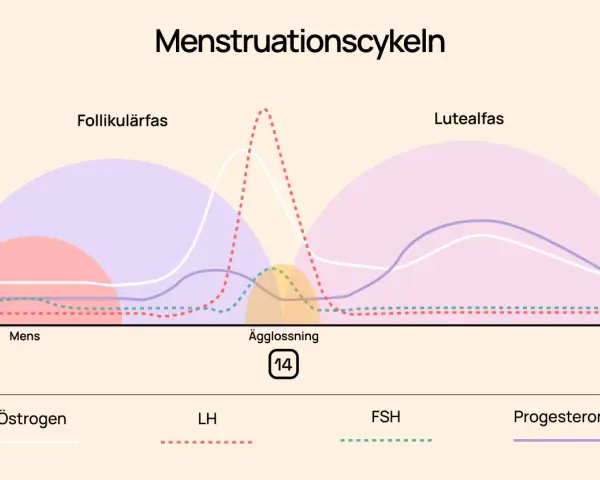 Graf över menscykeln visar hur hormoner som progesteron förändras under cykeln, från mens till ägglossning och lutealfas.