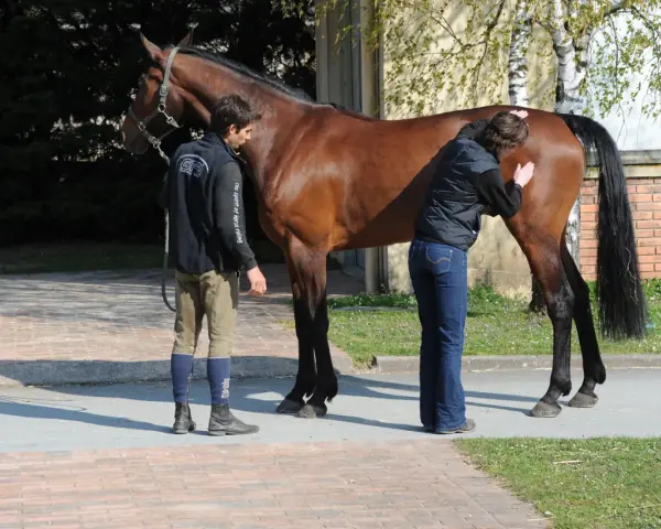 Un ostéopathe animalier examine un cheval brun. Un homme tient la longe, une femme palpe le flanc du cheval.