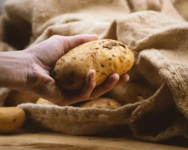 Hand holds a potato, ready to store them in a burlap sack.
