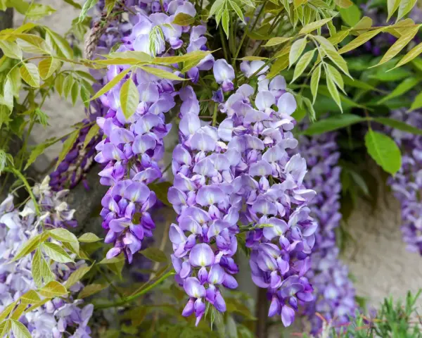 Hängande klasar av lila blåregn i kruka mot en stenvägg. Gröna blad ramar in de vackra blommorna.