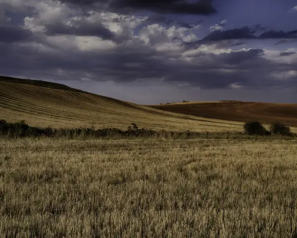 Paisaje de campos dorados y tierra rojiza bajo un cielo nublado. Se intuye un robledal de Corpes en la distancia.