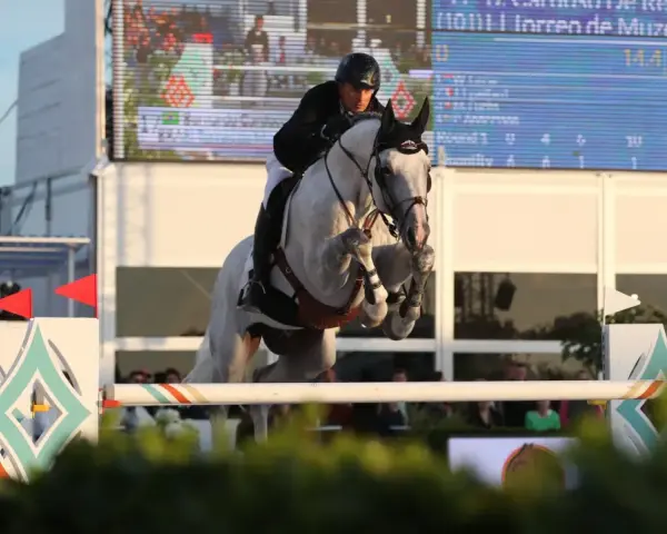 Un cavalier et son cheval gris, levis de muze, franchissent un obstacle lors d'une compétition d'équitation.
