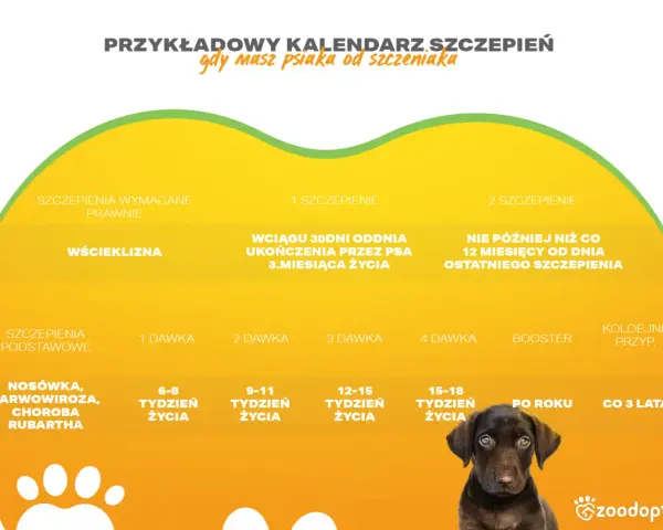 Kalendarz szczepień psa: wścieklizna, nosówka, parwowiroza. Dowiedz się, ile kosztuje szczepienie psa i kiedy podać kolejne dawki.
