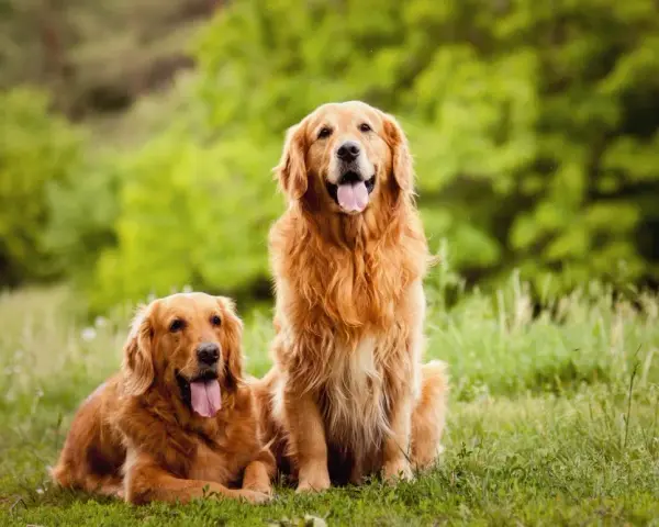Ile trwa cieczka u golden retrievera? Oto co musisz wiedzieć