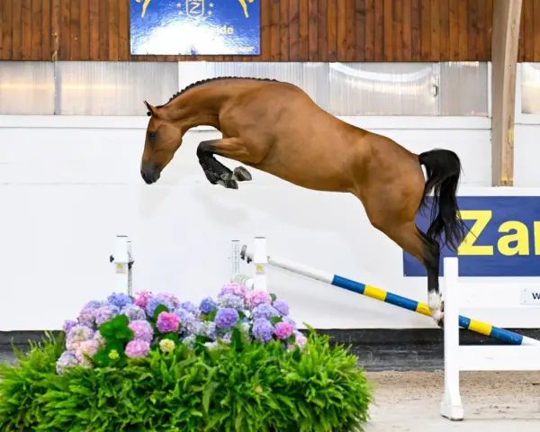 Un magnifique cheval bai saute par-dessus un obstacle fleuri, le nom "Zandor Z" est visible en arrière-plan.