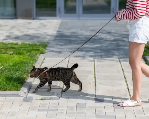 Zwinny kot na smyczy spaceruje po chodniku obok trawnika.
