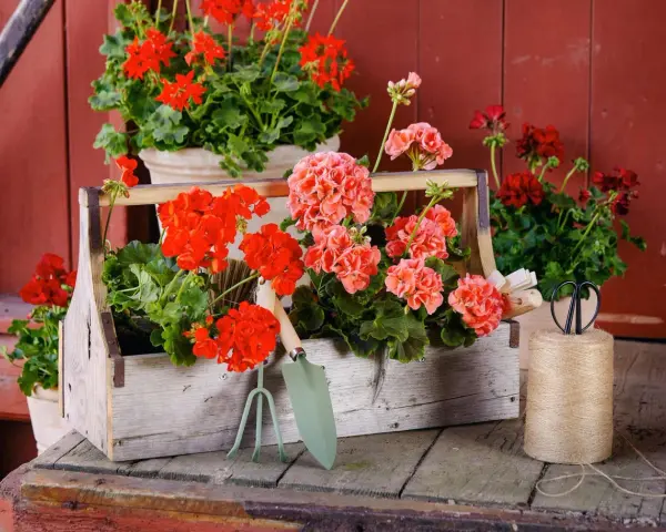 Piękne pelargonie w skrzynce, obok narzędzia ogrodnicze. Brak oznak chorób pelargonii, tylko zdrowy, bujny wzrost.