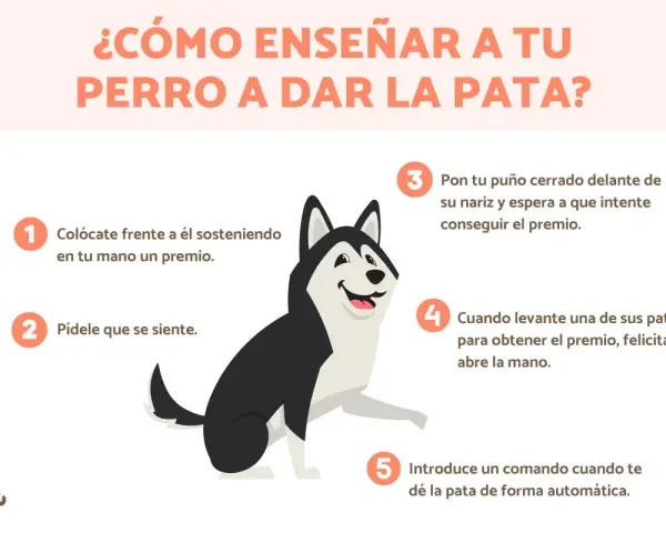 Ilustración de un perro husky aprendiendo a dar la pata, con pasos numerados. ¡Descubre trucos para enseñar a tu perro!