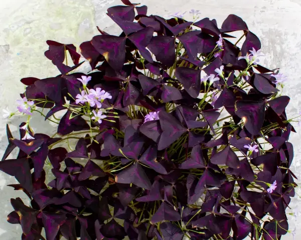 Un exuberante **trébol morado** con delicadas flores lilas sobre un fondo texturizado.
