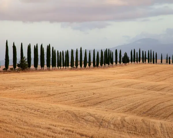 Iconici cipressi di San Quirico d'Orcia si stagliano su un campo dorato, creando un paesaggio toscano da cartolina.