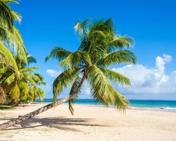 Idealna pogoda na Madagaskarze: piaszczysta plaża, palmy i błękitne niebo.