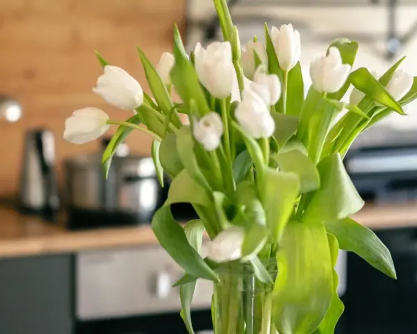 Białe tulipany w wazonie, świeże i pełne życia. Zastanawiasz się, ile wody do tulipanów, by były piękne?