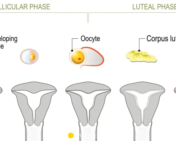 Cykl menstruacyjny: faza lutealna kiedy ciałko żółte przygotowuje macicę na ciążę.
