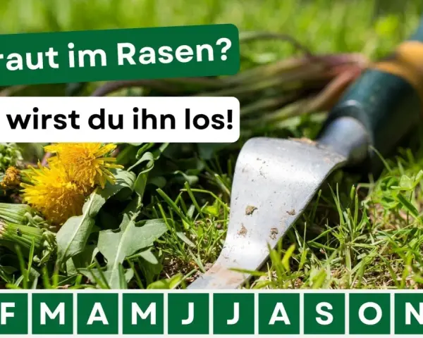 Gras mit Löwenzahn und einem Unkrautstecher. Der Text lautet: "Unkraut im Rasen? -so wirst du ihn los!".