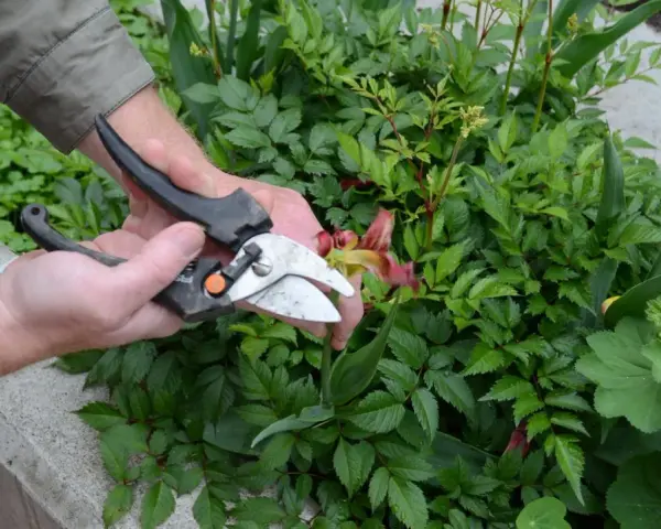 Händer som klipper en blomma med sekatör bland gröna buskar.