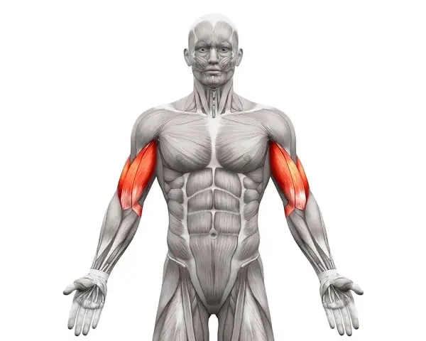 Anatomia mięśni ramion z uwydatnionym bicepsem. Zastanawiasz się, ile serii na biceps wykonać?