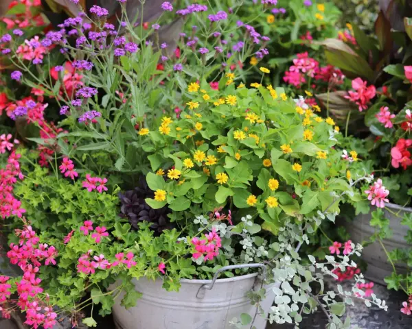 En blomsterprakt med lila verbena sorter, rosa pelargoner och gula blommor i en zinkhink.