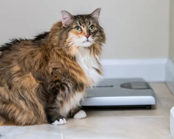 Puszysty maine coon najwiekszy kot, siedzi obok wagi.