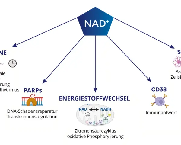 NAD+ beeinflusst Sirtuine, PARPs, Energiestoffwechsel, SARM1 und CD38. Die Wirkung von NAD+ ist vielfältig.