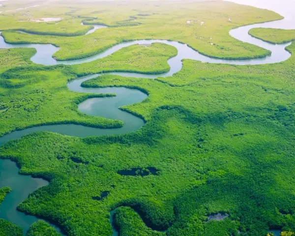 Malownicze, zielone mangrowce i kręte rzeki, które pokazują, gdzie leży Gambia.
